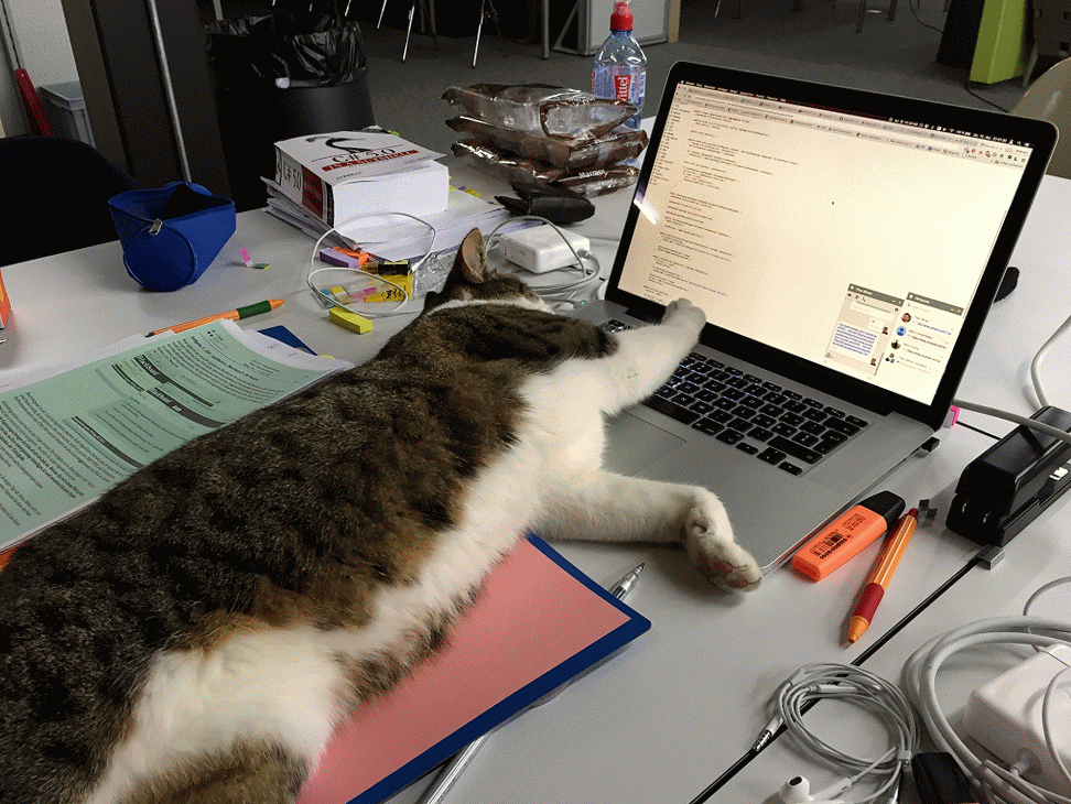cat_lazy_google